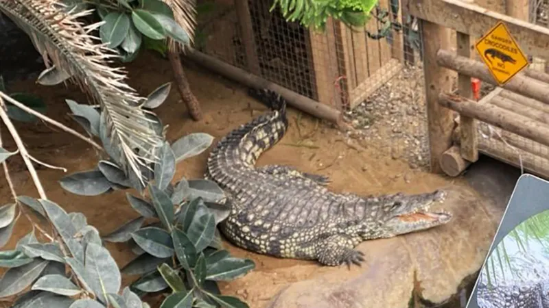 Boy, 3, no longer critical after crocodile attack