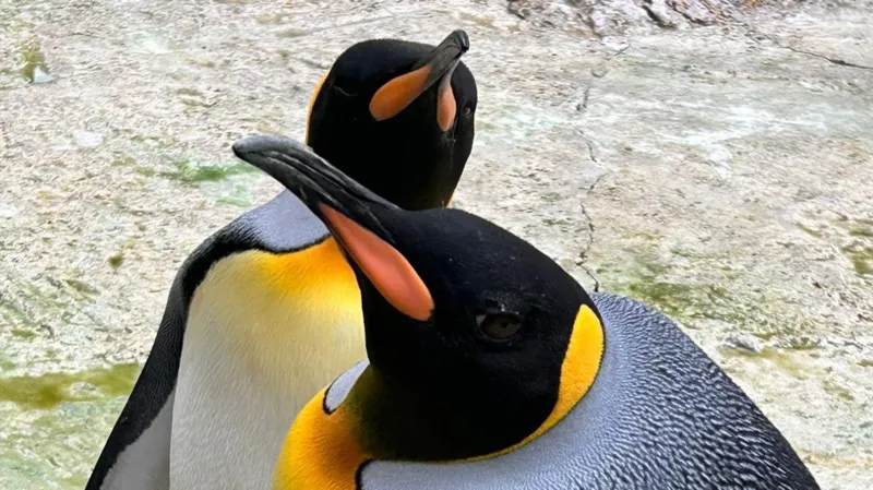 King penguin lays park’s first egg in six years